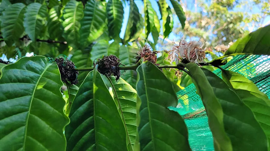 Coffee flowers and cherries on an arabica branch