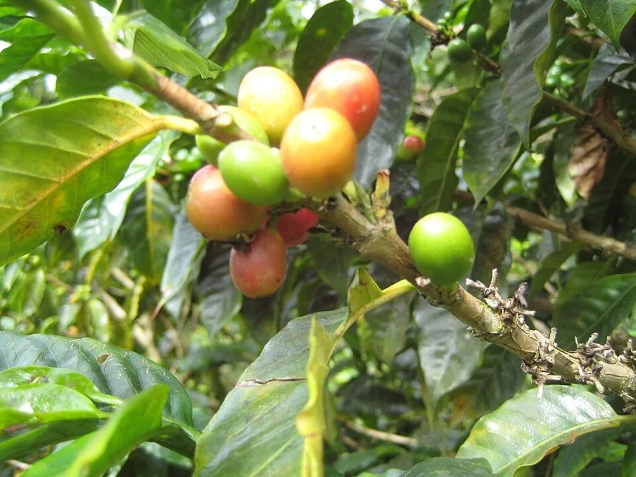 Coffee cherries of varying ripeness on the branch