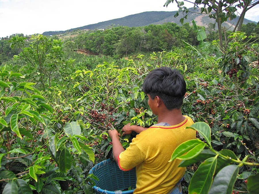 A worker hand-picking coffee cherries on a farm